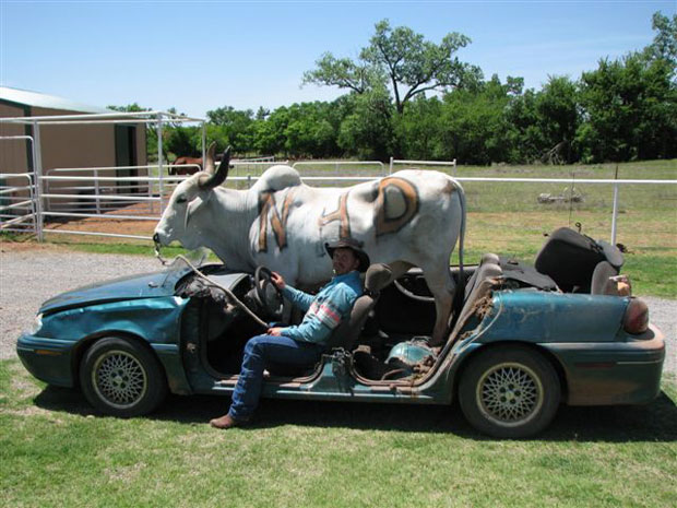 Rolnik z bykiem w samochodzie