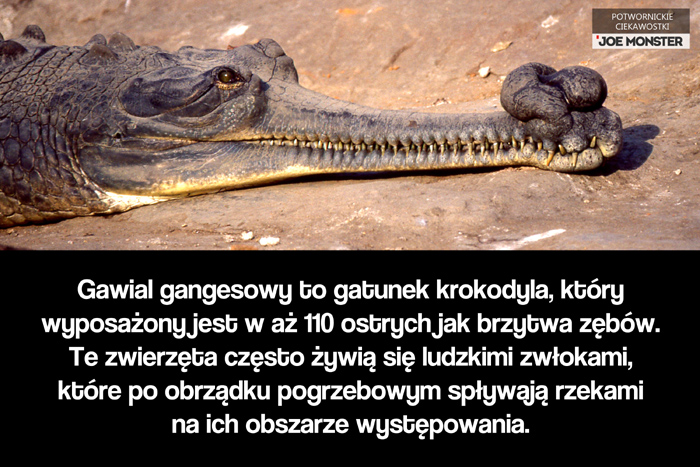 Gharial to gatunek krokodyla, który wyposażony jest w aż 110 ostrych jak brzytwa zębów. Te zwierzęta często żywią się ludzkimi zwłokami, które po obrządku pogrzebowym spływają rzekami na ich obszarze występowania.