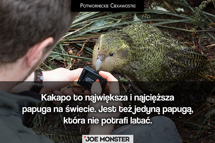 Kakapo to największa i najcięższa papuga na świecie. Jest też jedyną papugą, która nie potrafi latać.