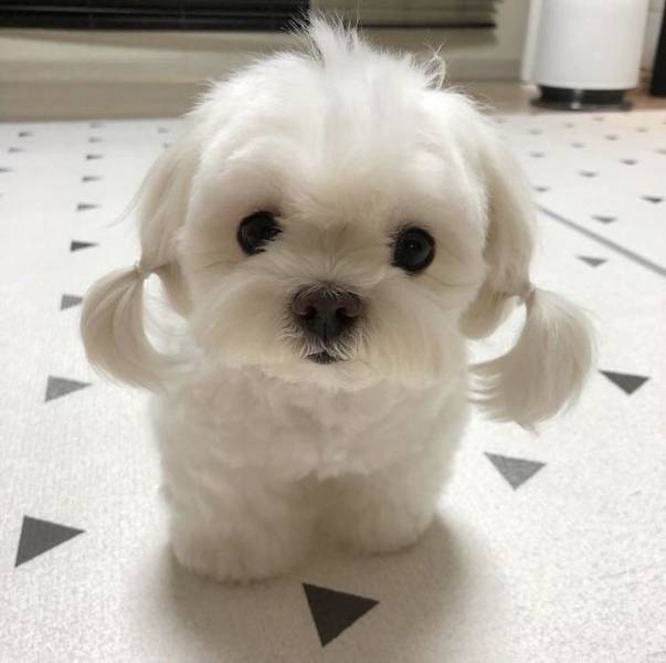 https://img.joemonster.org/i/2018/10/the_cutest_puppy_16-20181018013718.jpg