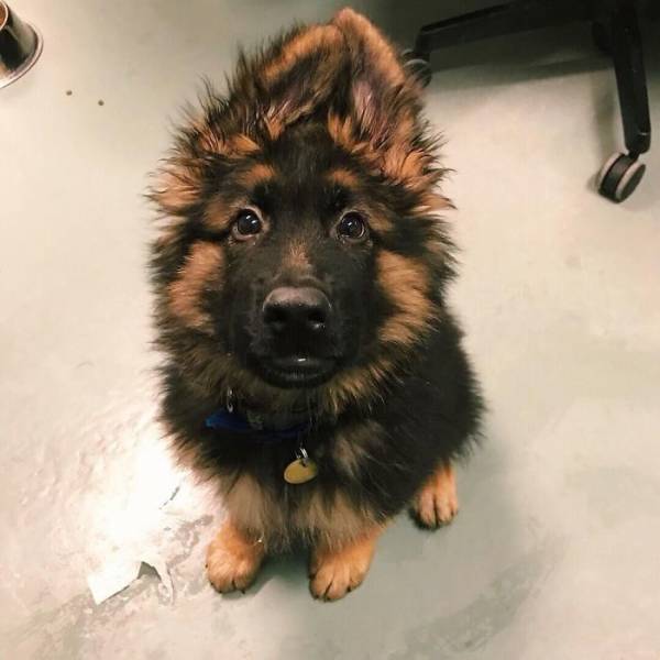 https://img.joemonster.org/i/2018/10/the_cutest_puppy_17-20181018013718.jpg