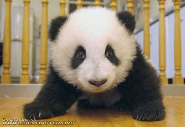 Miś panda świeżo po narodzinach