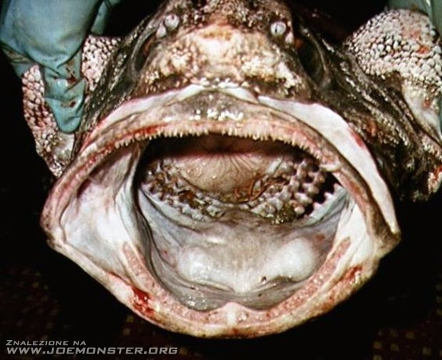 10 najpaskudniejszych ryb