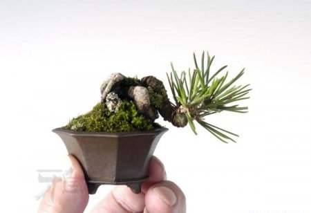 Miniaturowe zdjęcia bonsai