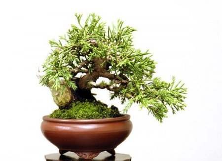Miniaturowe zdjęcia bonsai