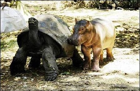 Żółw i hipopotam