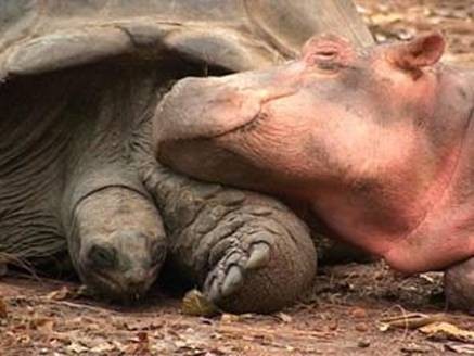Żółw i hipopotam