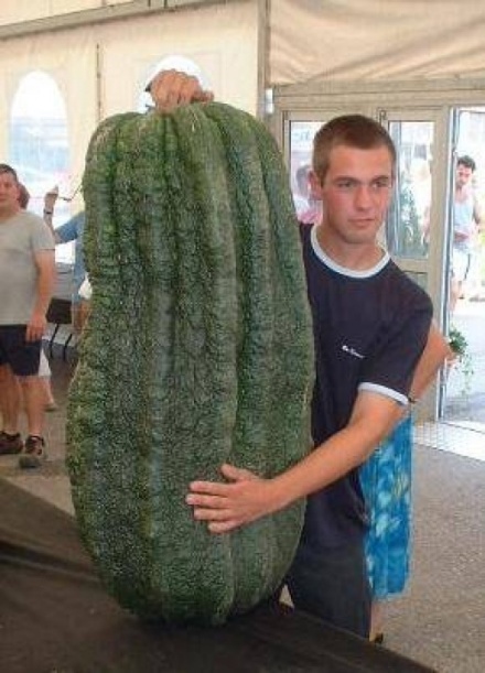 Największe warzywa na świecie
