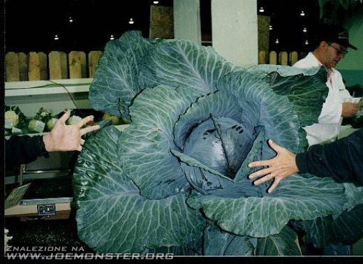 Największe warzywa na świecie