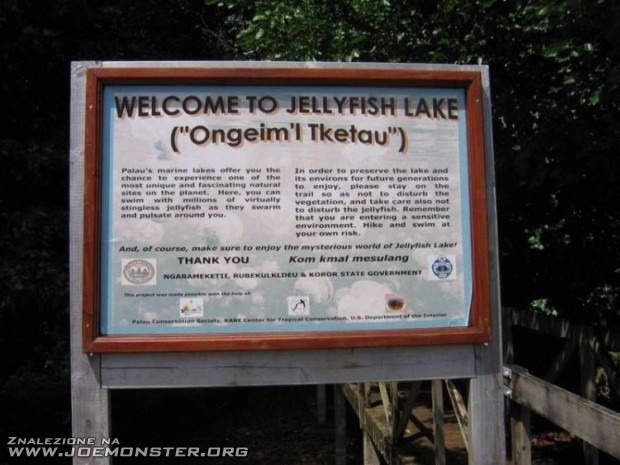 Meduzy z jeziora Ongeim’’l Tketau na Palau