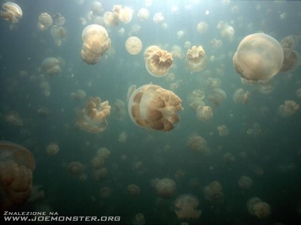 Meduzy z jeziora Ongeim’’l Tketau na Palau