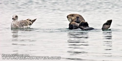 Wyluzowana wydra morska