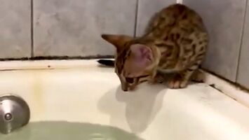 Kotka próbuje ratować kocię przed kąpielą