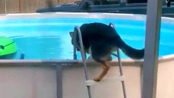 Owczarek niemiecki, który nauczył się korzystać z basenu