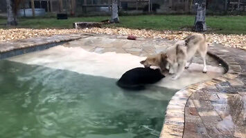 Wilk, lew i niedźwiedź spotykają się na basenie