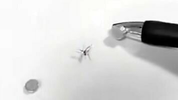 Kreatywny sposób ubicia komara