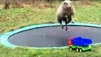 Owca odkrywa, jak używać trampoliny