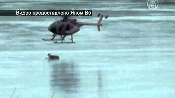 Ratowanie jelenia helikopterem