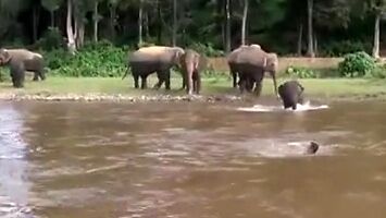 Słoniątko rusza na ratunek tonącemu człowiekowi