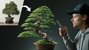 Odnowienie zaniedbanego drzewka bonsai