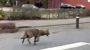 Wilk spostrzeżony w środku miasta w Niemczech