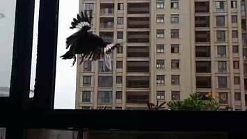 W Chinach taki tłok, że ptaki płacą czynsz za miejsce na balkonie