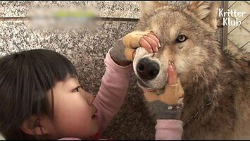 Dziewczynka bawi się z wilkami