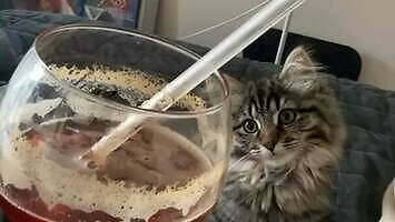 Jak zryć kotu beret słomką i drinkiem?