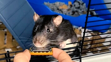 Utalentowany szczur gra na harmonijce
