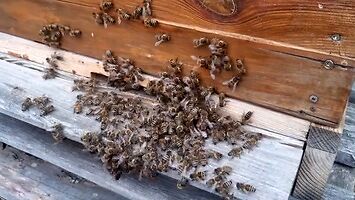 Pszczoły wyprowadzają szerszenia z ula
