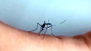 Chińczycy są bardzo pomysłowi w wykańczaniu komarów