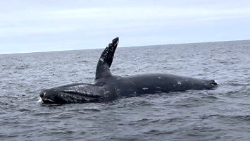 Eksplodujące truchło wieloryba