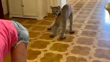 Puma zaatakowała ją z zaskoczenia