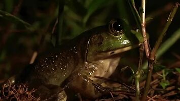 Nocne harce dziwnych żab z końca internetu