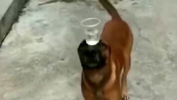 Pies z kubkiem wody na głowie
