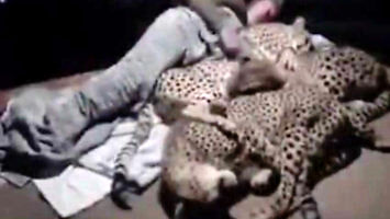 Facet uspokaja gepardy, które budzą się w nocy