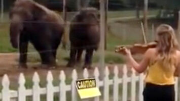 Słonie tańczą do muzyki zagranej na skrzypcach