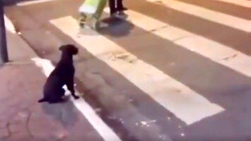 Pies potrafiący przechodzić przez przejście dla pieszych