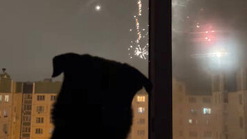 Podobno psy boją się fajerwerków