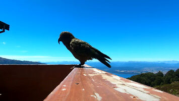 Papuga kradnie GoPro i nagrywa swoją ucieczkę