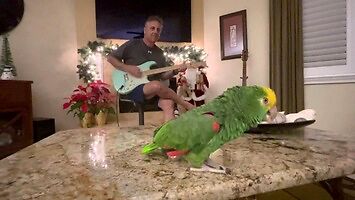 Papuga śpiewa "Sultans Of Swing"