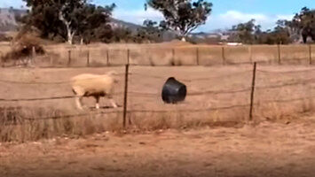 Niezbyt inteligentna owca walczy z plastikową miską