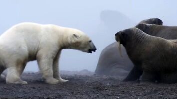 Niedźwiedź polarny vs morsy
