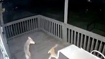 Kot walczy z kojotem