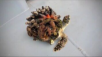 Ratowanie żółwia od skorupiaków