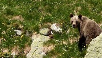 Atak niedźwiedzia w Tatrach Zachodnich