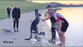 Ratowanie kangura, który utknął w wodzie