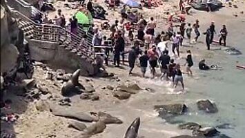 Foki odbijają plażę turystom