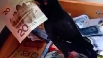 Ptak przynosi mu pieniądze do domu