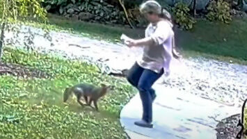 Starsza kobieta zaatakowana przez lisa